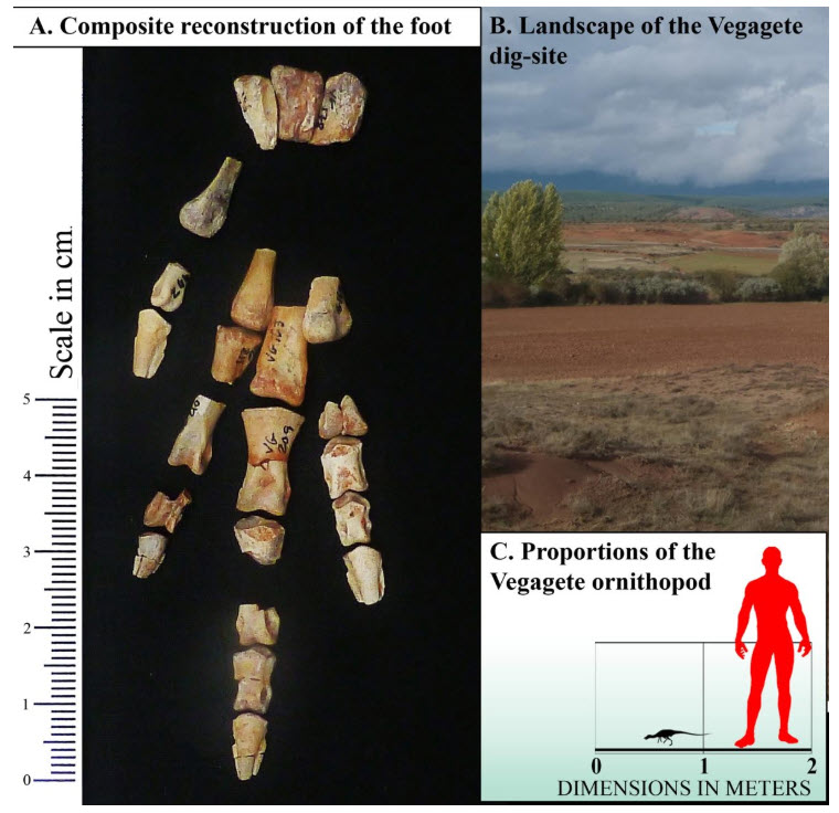 Das Foto ist dreigeteilt. Links sieht man einzelne Knochen eines Fusses. Die Knochen sind nicht miteinander verbunden. Rechts oben sieht man eine flache Landschaft. Im Hintergrund gibt es Berge. Die Erde ist braun. Es gibt einige Gr&auml;ser und B&uuml;sche. Das ist der Fundort. Unten rechts sieht man eine Grafik. Sie zeigt einen Menschen und daneben den Dinosaurier. Es ist ein Vergleich der Gr&ouml;sse.