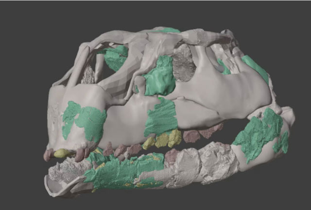 Eine Nachbildung des Sch&auml;dels.