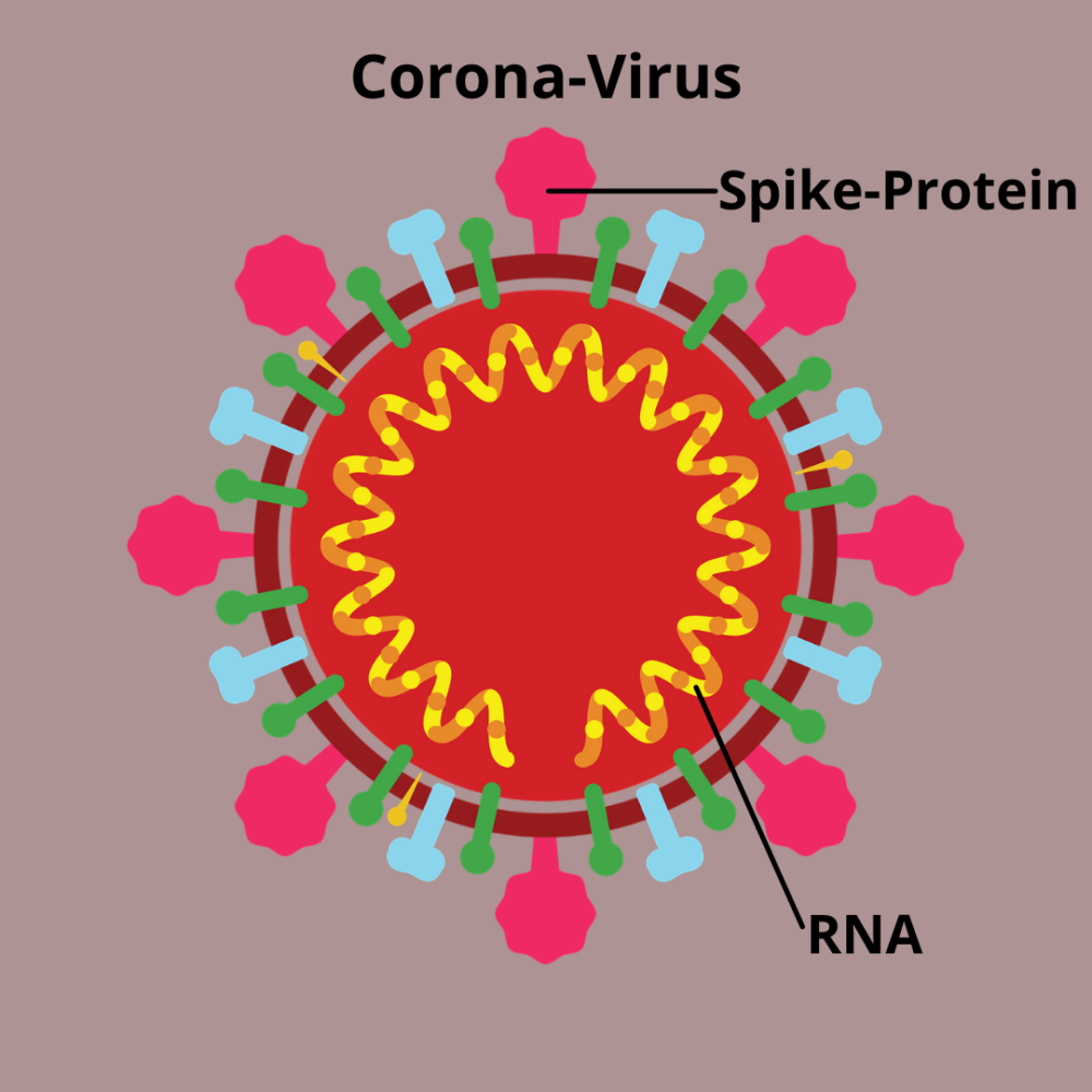 Grafik eines Corona-Virus mit den Spikes auf der Hülle und der RNA in Form einer Spirale im Innern des Virus.