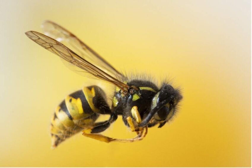 Eine Nahaufnahme von einer fliegenden Biene vor einem gelbem Hintergrund.