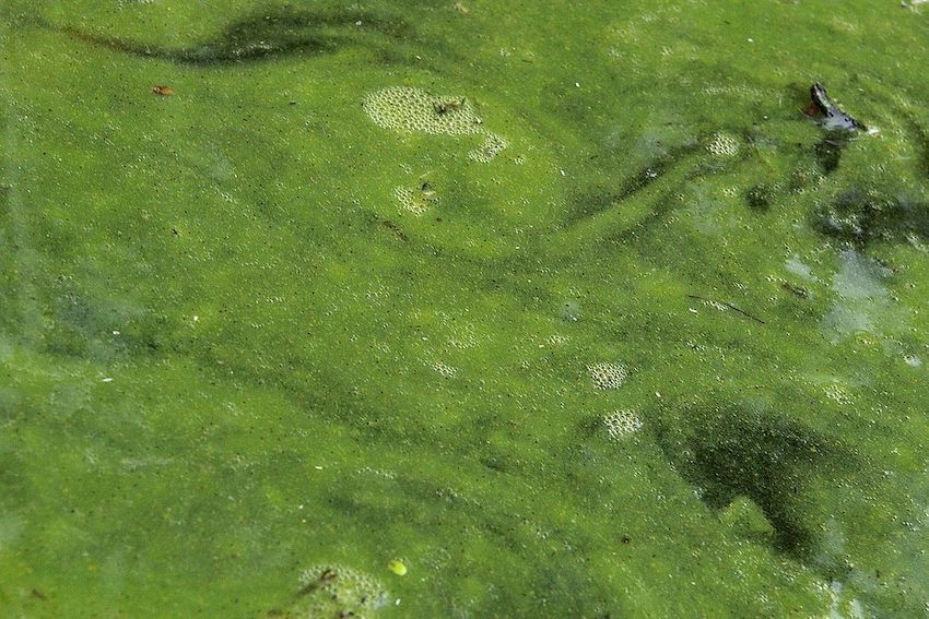 Nahaufnahme von grünen, schleimartigen Cyanobakterien an der Oberfläche eines Teichs.