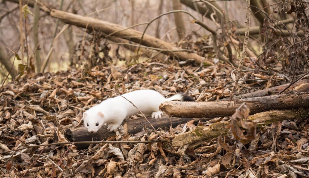 Ein weisses Hermelin balanciert auf einem dicken Ast am Boden. Der Boden ist mit herabgefallenen Bl&auml;ttern &uuml;bers&auml;t.