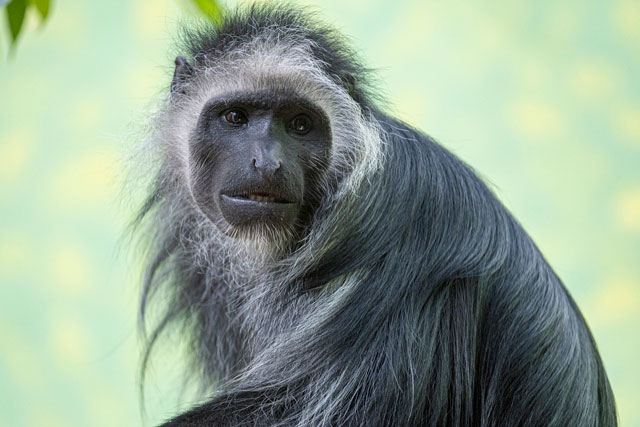 Ein Affe mit dunklem Fell und einer silberweissen M&auml;hne. Er schaut direkt in die Kamera. Der Hintergrund ist hellgr&uuml;n und unscharf.