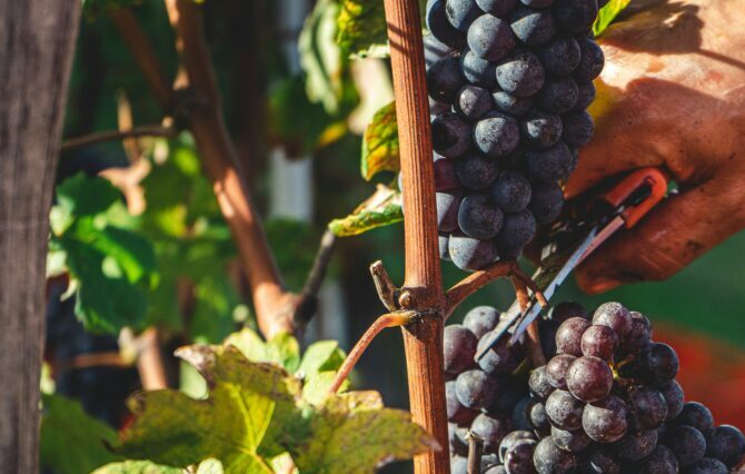 Weinlese aus der N&auml;he: Eine Hand h&auml;lt eine reife, dunkelblau-violette Weintraube, w&auml;hrend eine zweite Hand mit einer Rebschere den Stiel an einem h&ouml;lzernen Rebstock durchtrennt. Gr&uuml;ne Weinbl&auml;tter rahmen die Szene, im Hintergrund verschwommenes Gr&uuml;n.